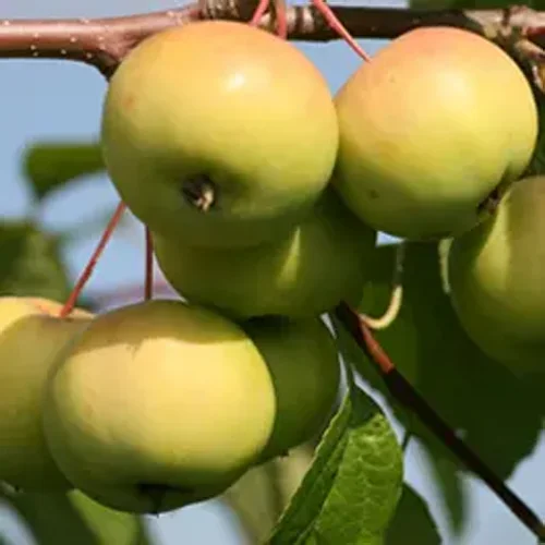 Seedlings of the Ural bulk Apple tree variety