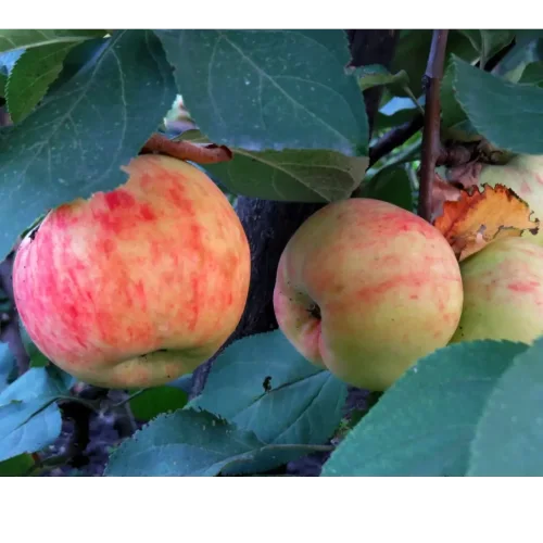 Seedlings of the Apple Tree Borovinka