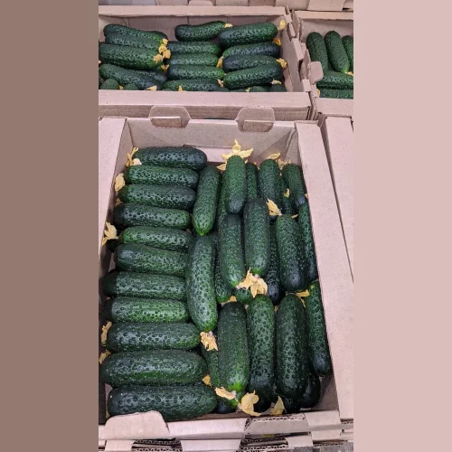 Cucumbers Spiny Short Björn