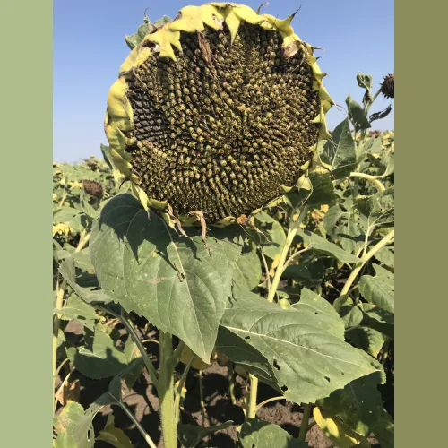 Natali sunflower hybrid seeds to buy