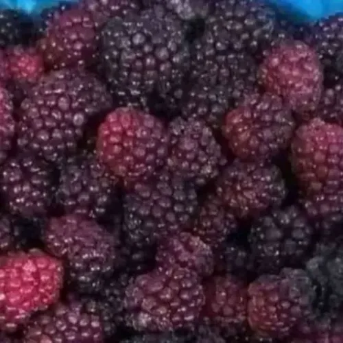 Blackberry freshly frozen