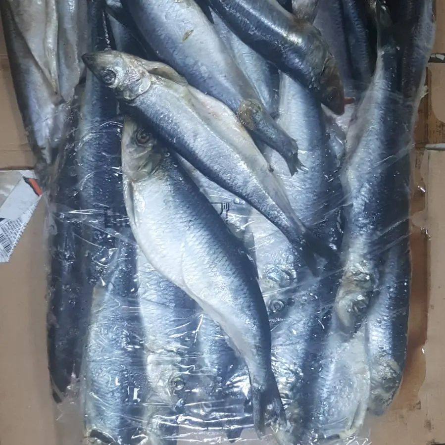Freshly frozen herring