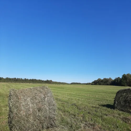 Hay alfalfa natural drying in high density bales