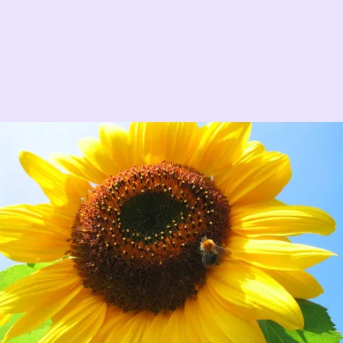 Sunflower hybrid seeds MAY MAY MAY buy