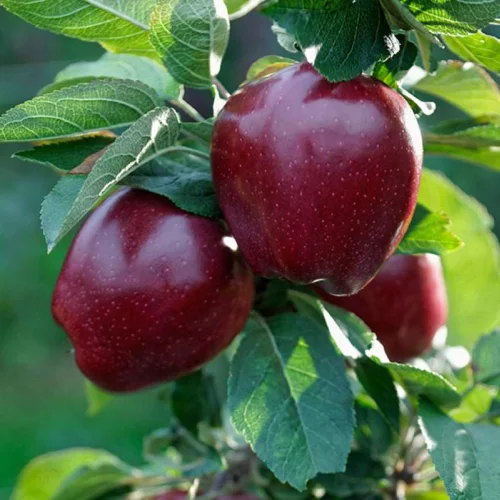 Apples Red Chif