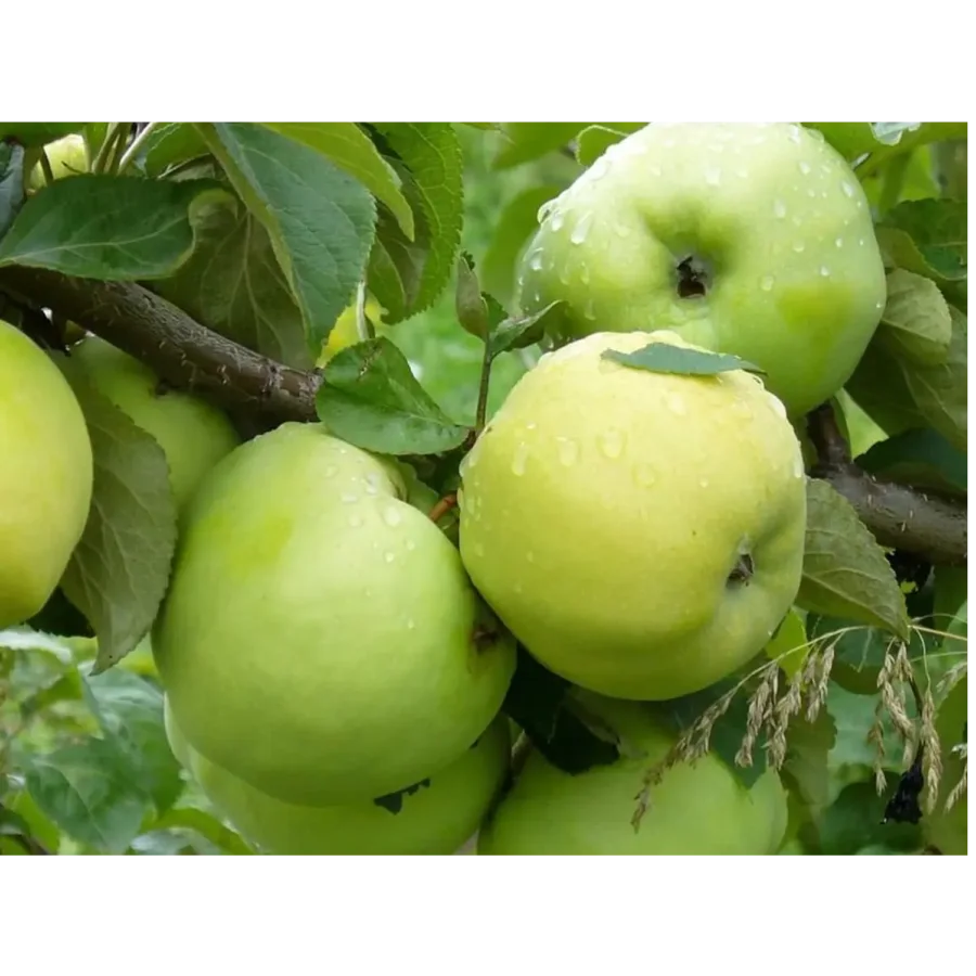 Seedlings of Antonovka Apple tree
