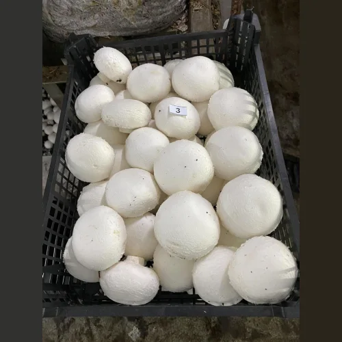 Mushrooms white champignons