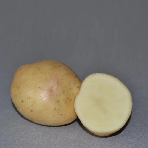 Potato grade Nevsky