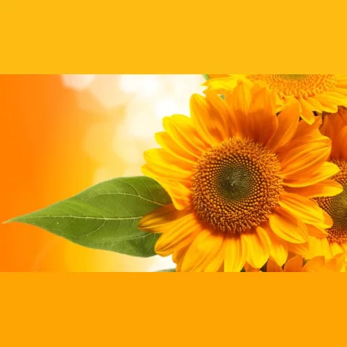 Sunflower hybrid seeds Advans to buy
