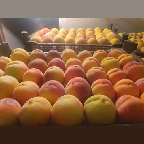 Peaches Armenia