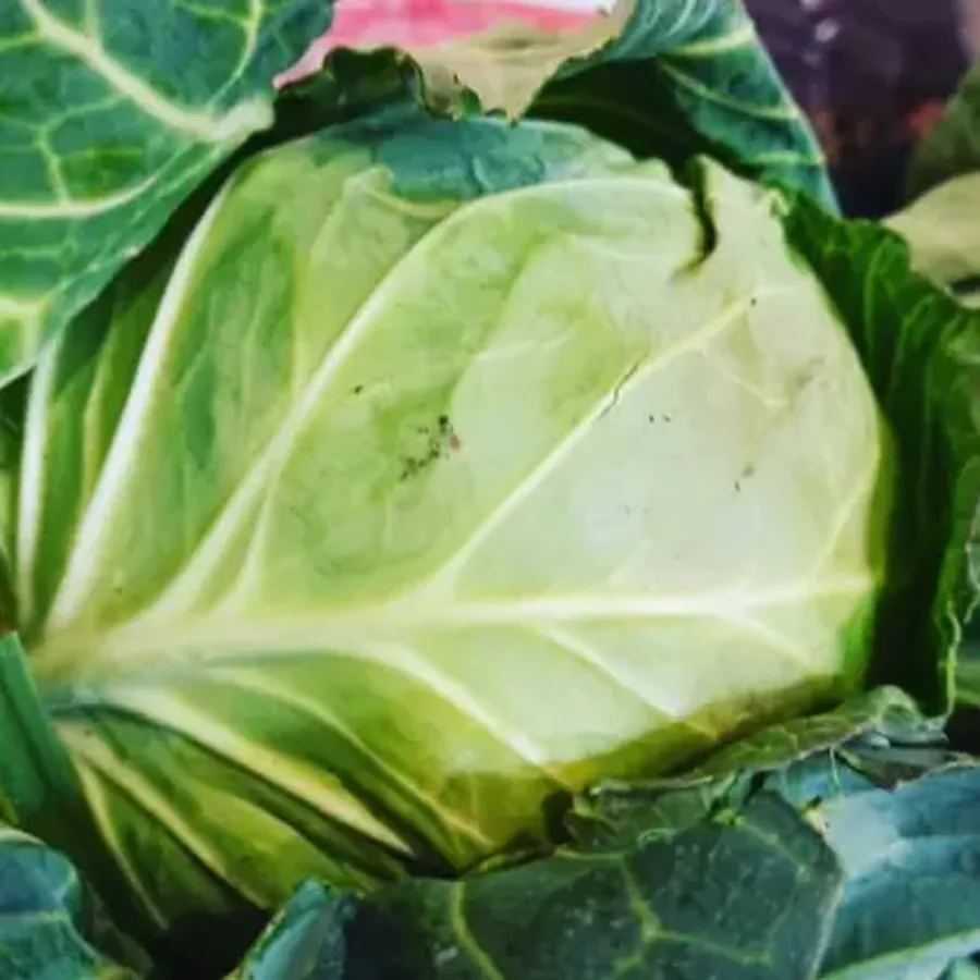 Cabbage new yield