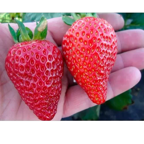 Strawberry Saplings "Albion"