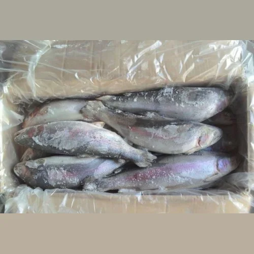 Rainbow trout fresh frozen wholesale (Murmansk)
