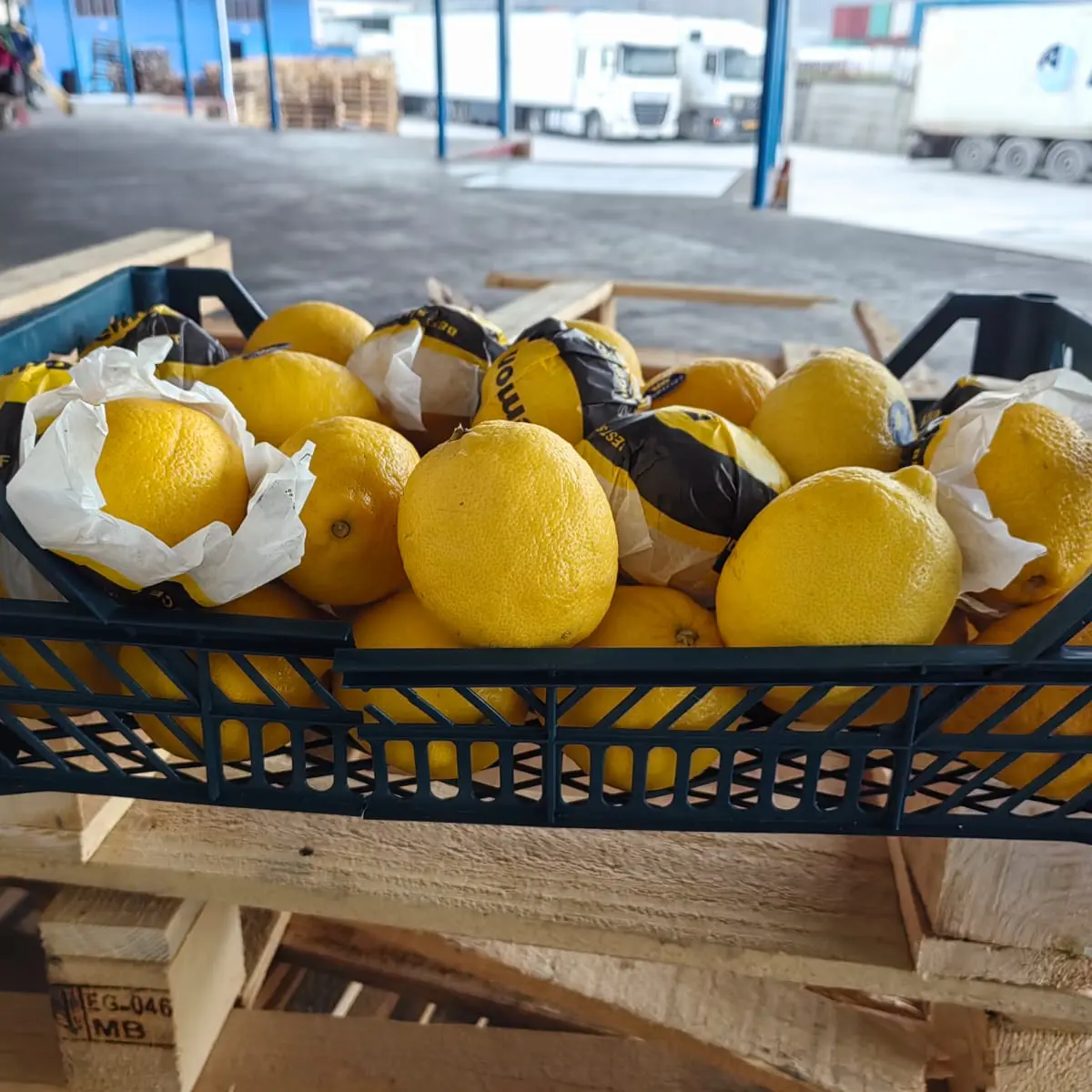 Lemon Egypt