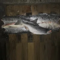 Coho salmon 