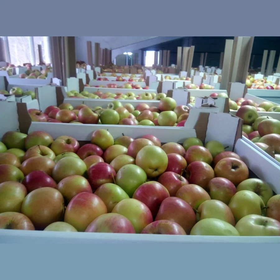 Яблоки калиброванные оптом напрямую со склада