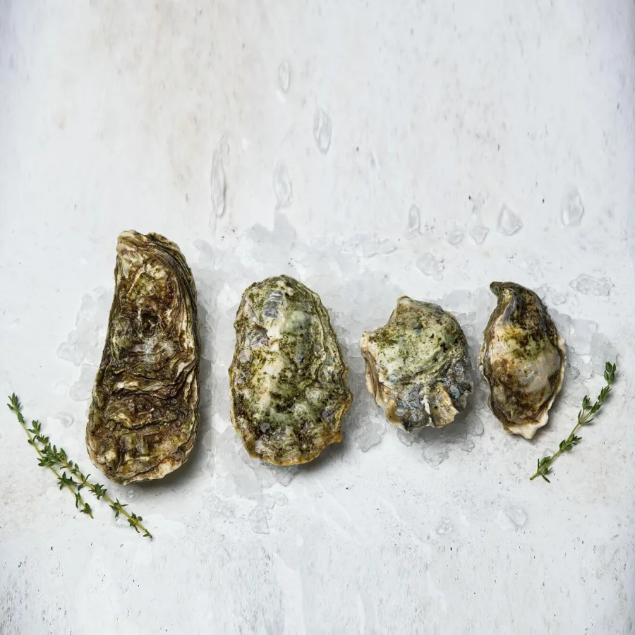 Live oysters Romarinka wholesale