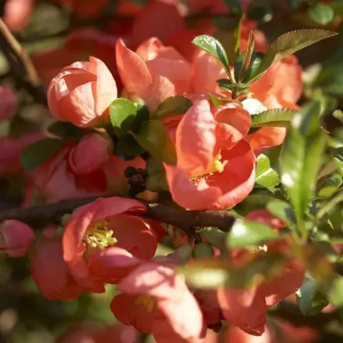 Japanese quince (Henomeles) 