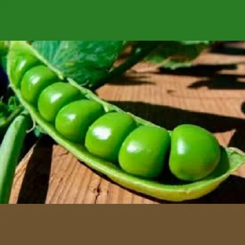 Spring pea seeds to buy Aksai mustachioed 7 ESO Salamanca Cleopatra